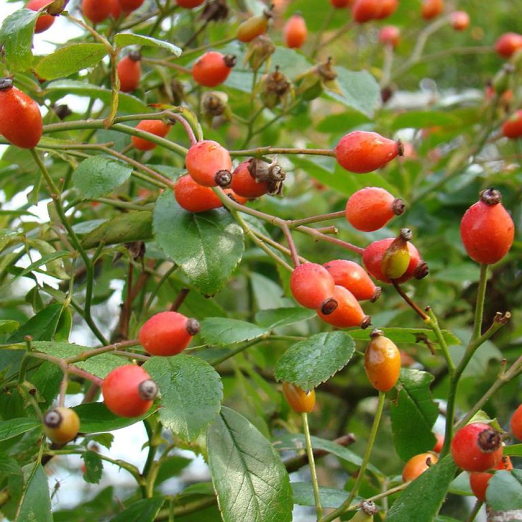 Rosa Snow Star - Bodendecker-Rose