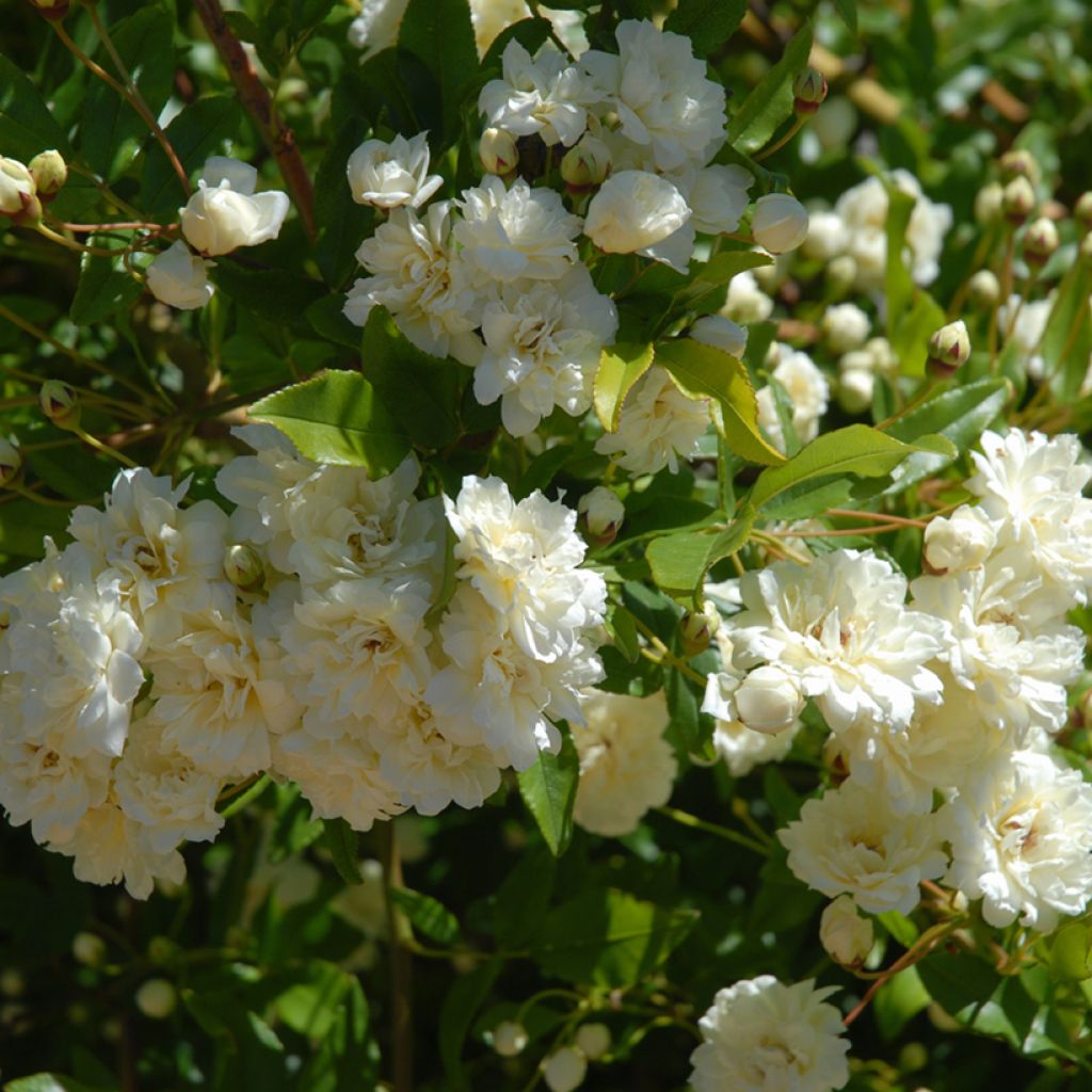 Rosa banksiae var. banksiae Alba Plena - Meran-Rose