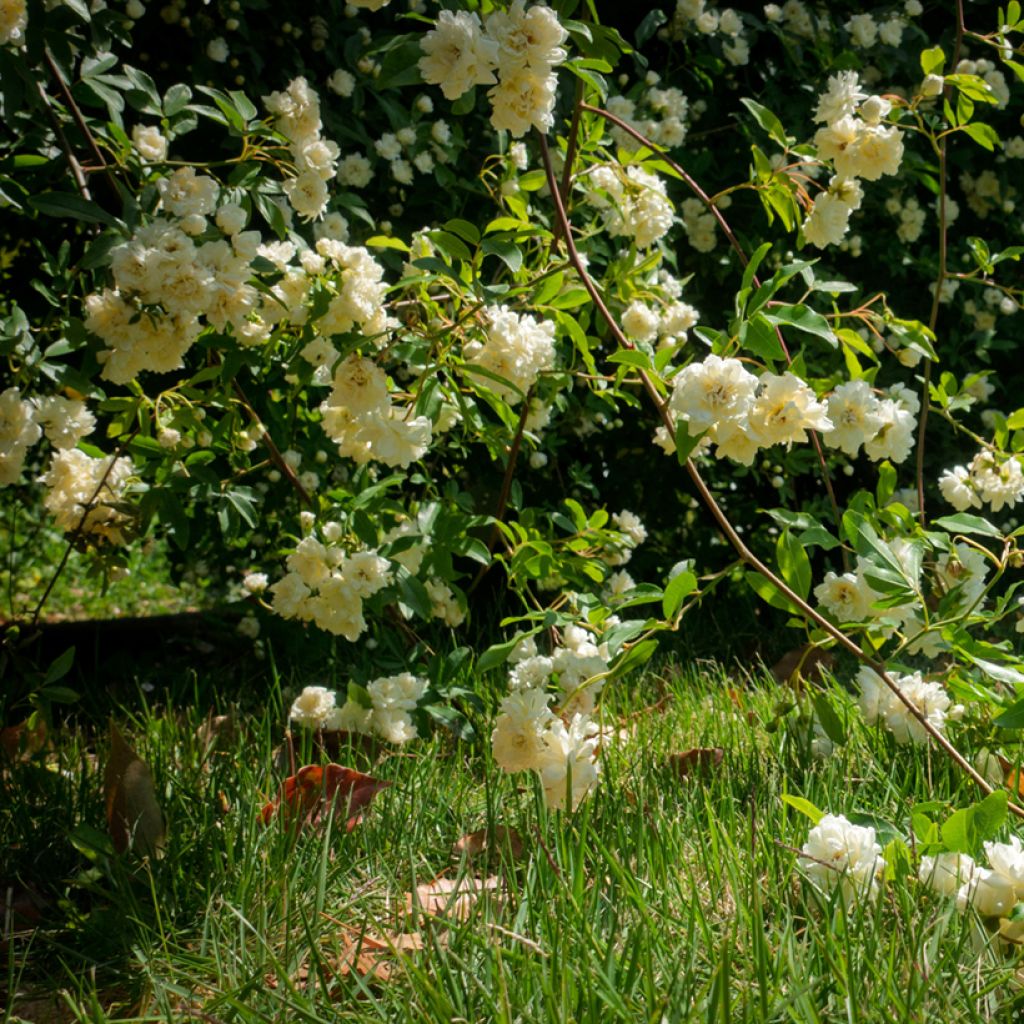 Rosa banksiae Lutea - Meran-Rose