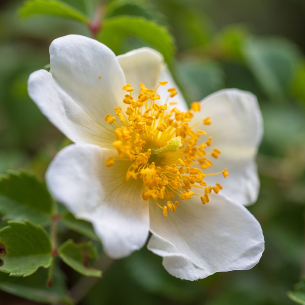 Rosa arvensis - Heckenrose - Botanische Rose