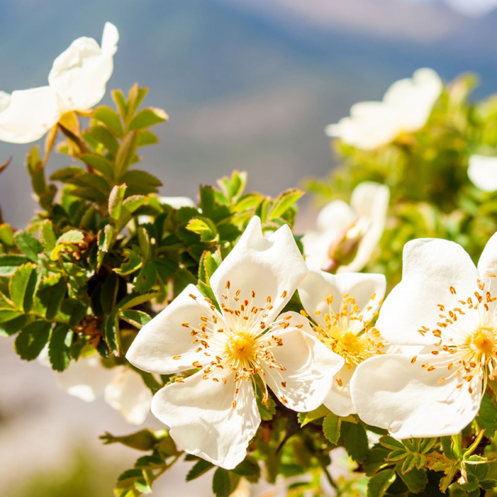 Rosa arvensis - Heckenrose - Botanische Rose