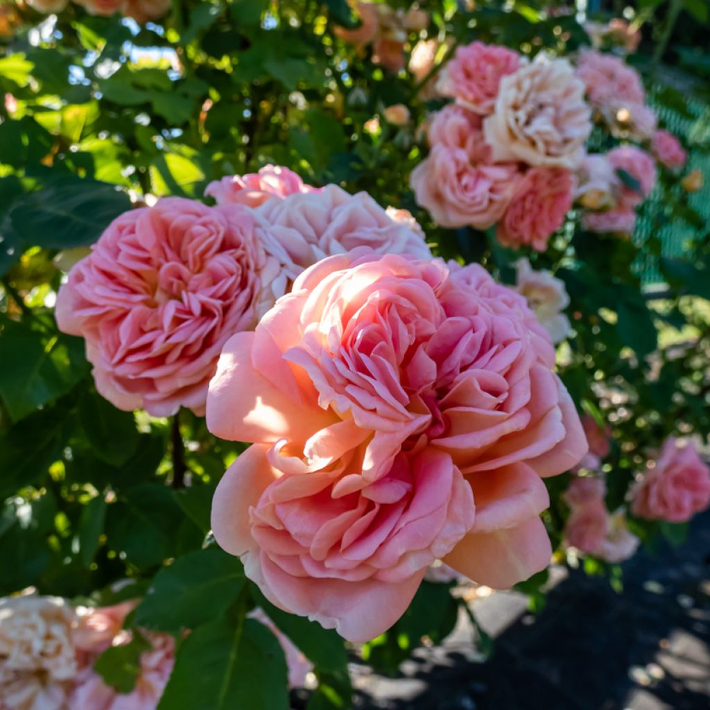Rosa Alchymist - Kletterrose