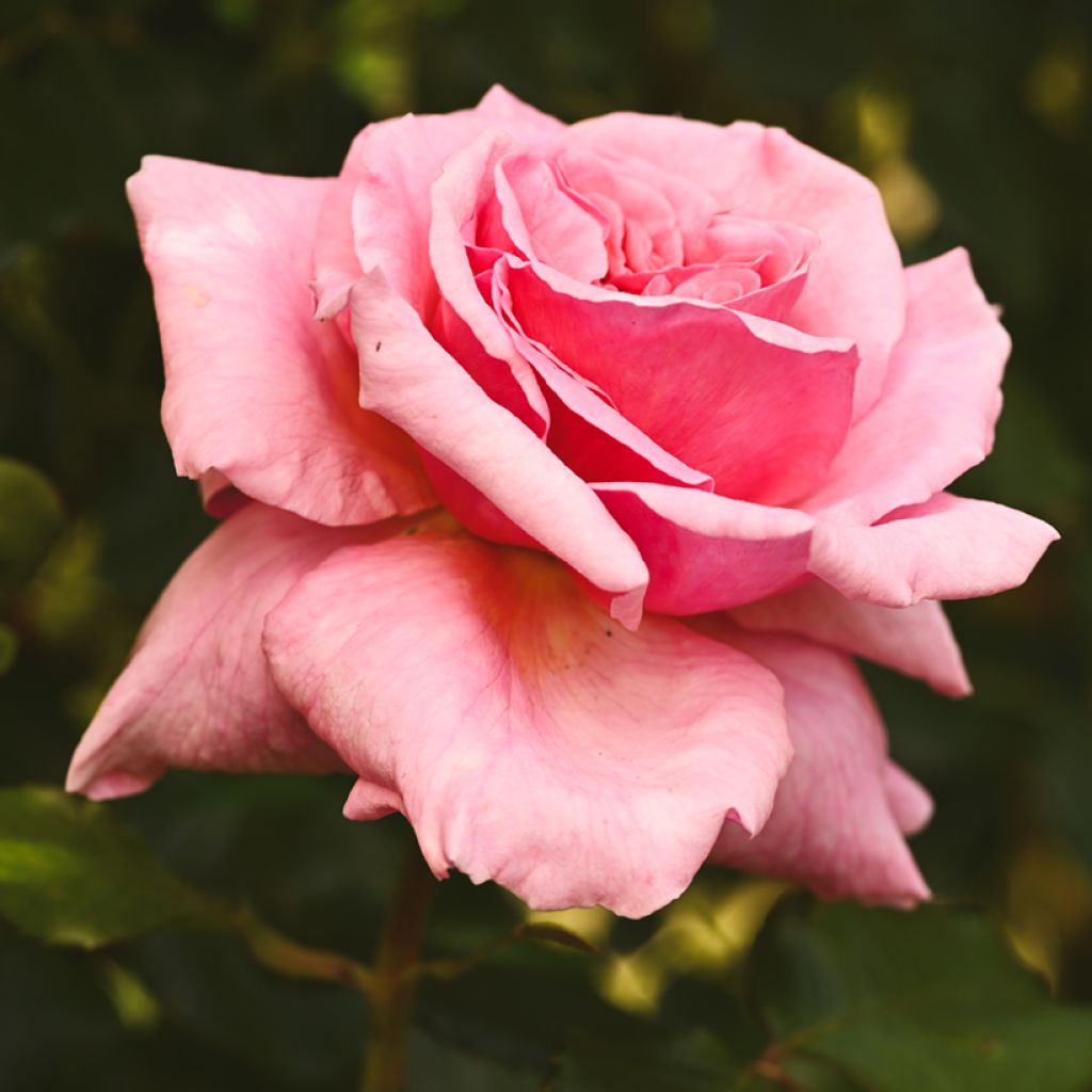 Rosa Aloha de Kordes - Kletterrose