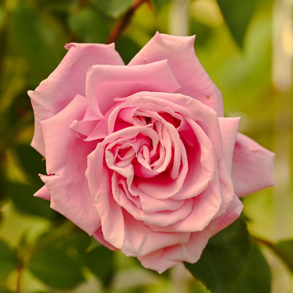Rosa Aloha de Kordes - Kletterrose