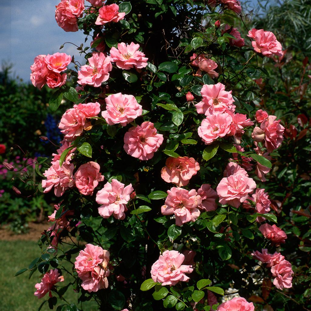 Rosa Bantry Bay - Kletterrose