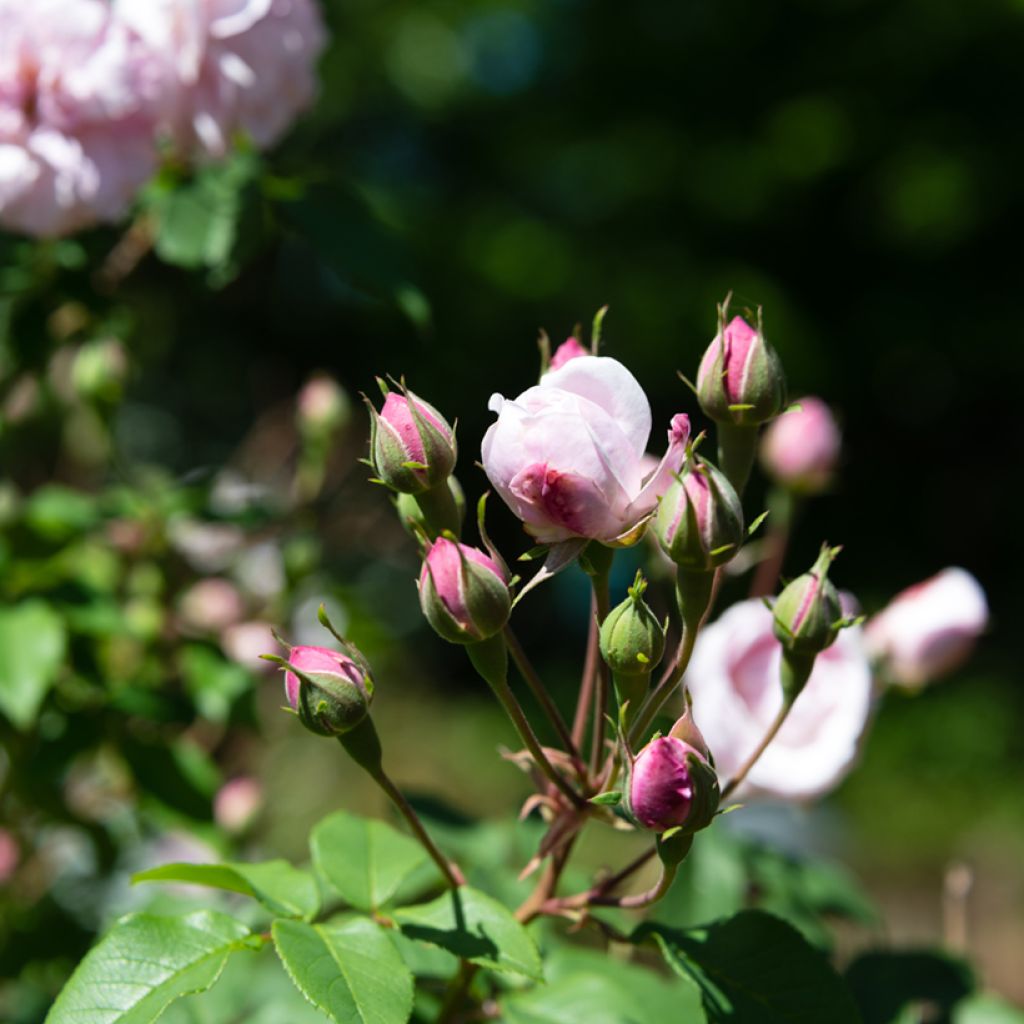 Rosa Blush Noisette - Kletterrose