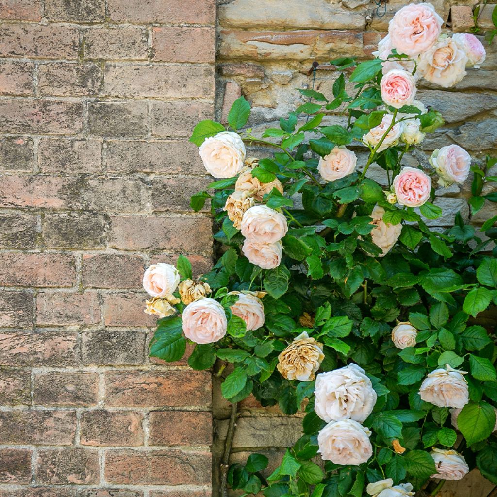 Rosa Blush Noisette - Kletterrose
