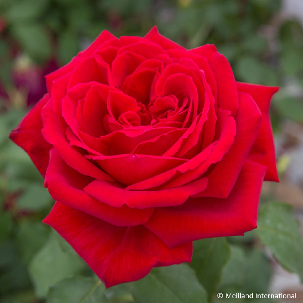 Rosa Botero - Kletterrose