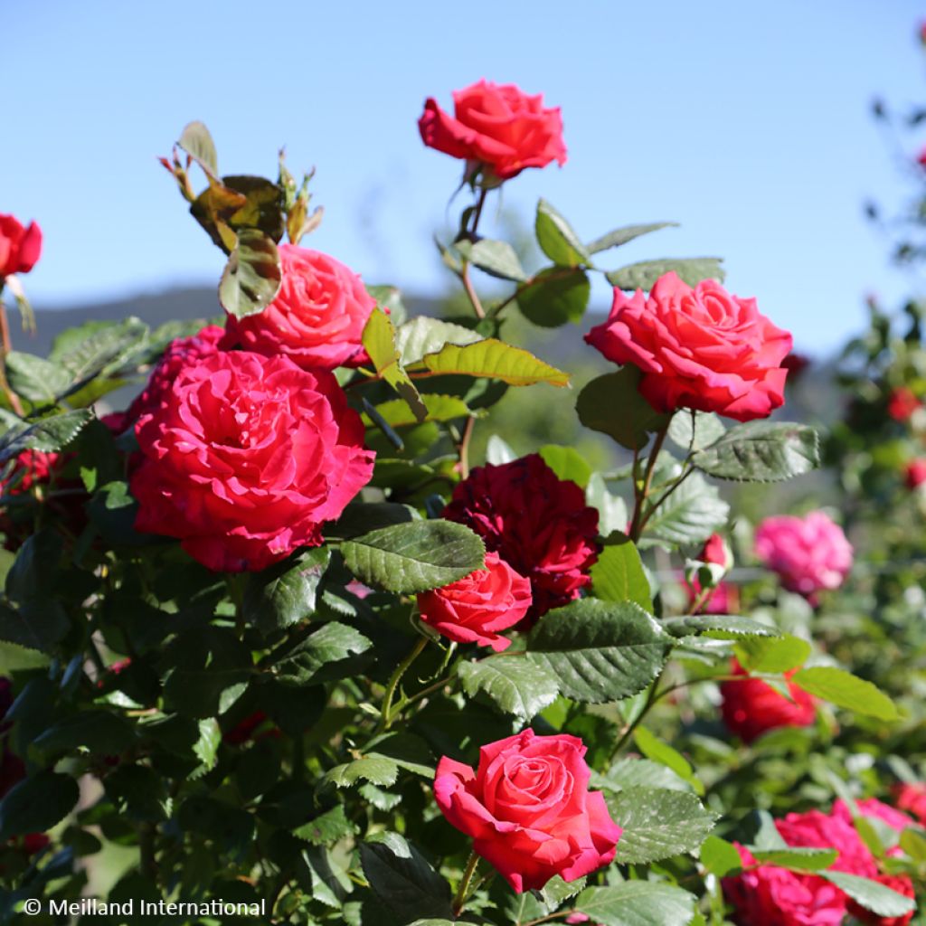 Rosa Cherry Explosion - Kletterrose