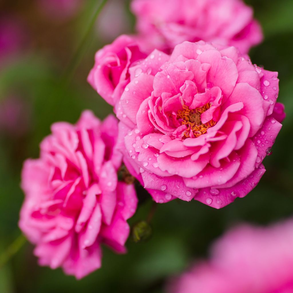 Rosa wichuraiana Excelsa - Kletterrose