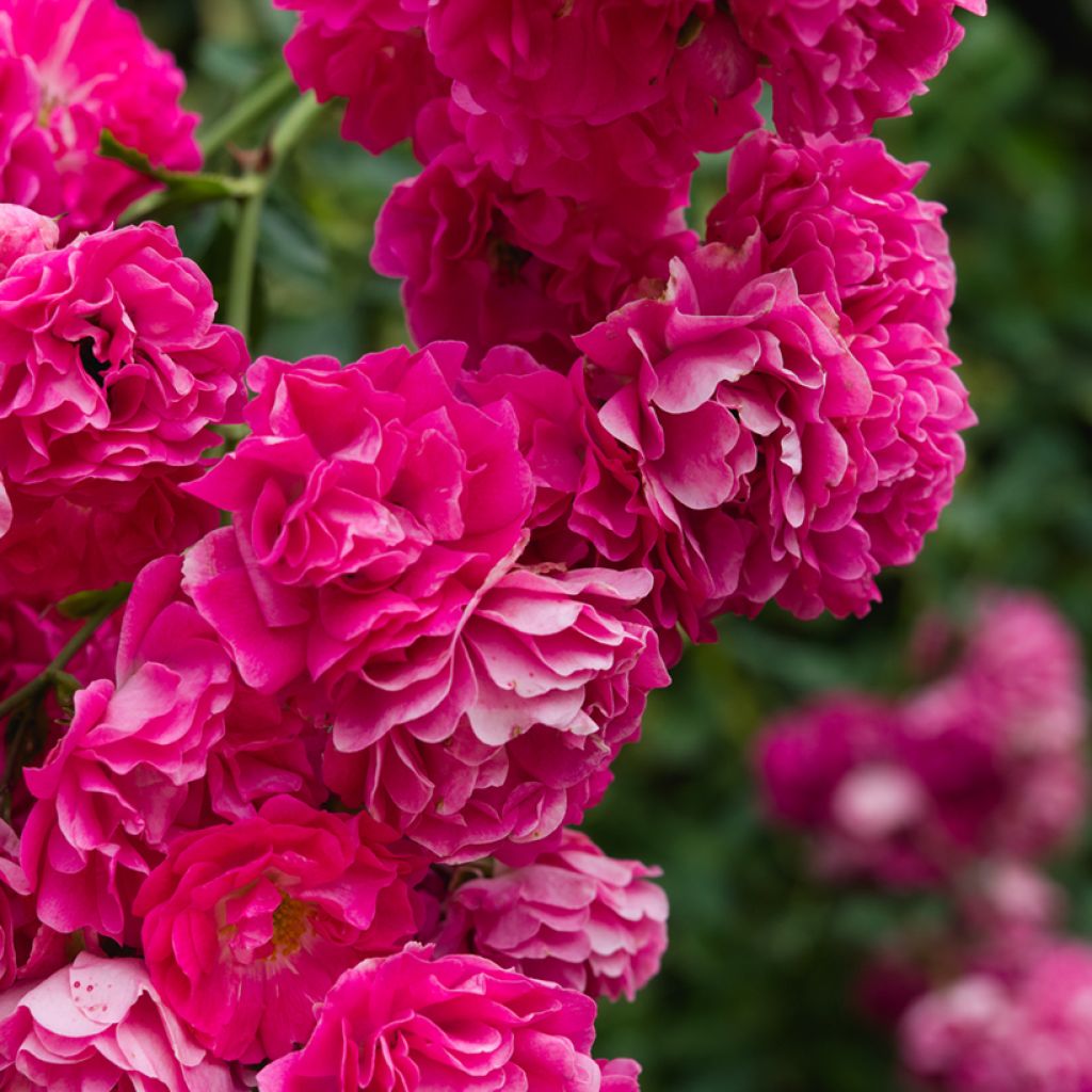 Rosa wichuraiana Excelsa - Kletterrose