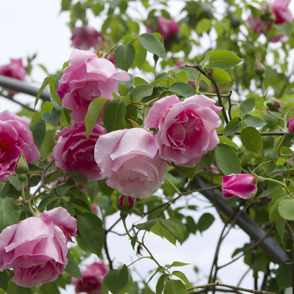 Rosa Mme Gregoire Staechelin - Alte Kletterrose