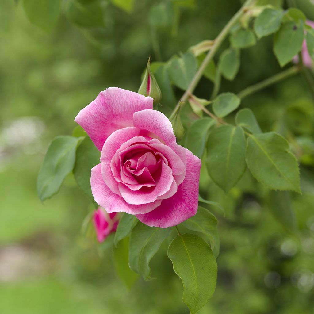 Rosa Mme Gregoire Staechelin - Alte Kletterrose