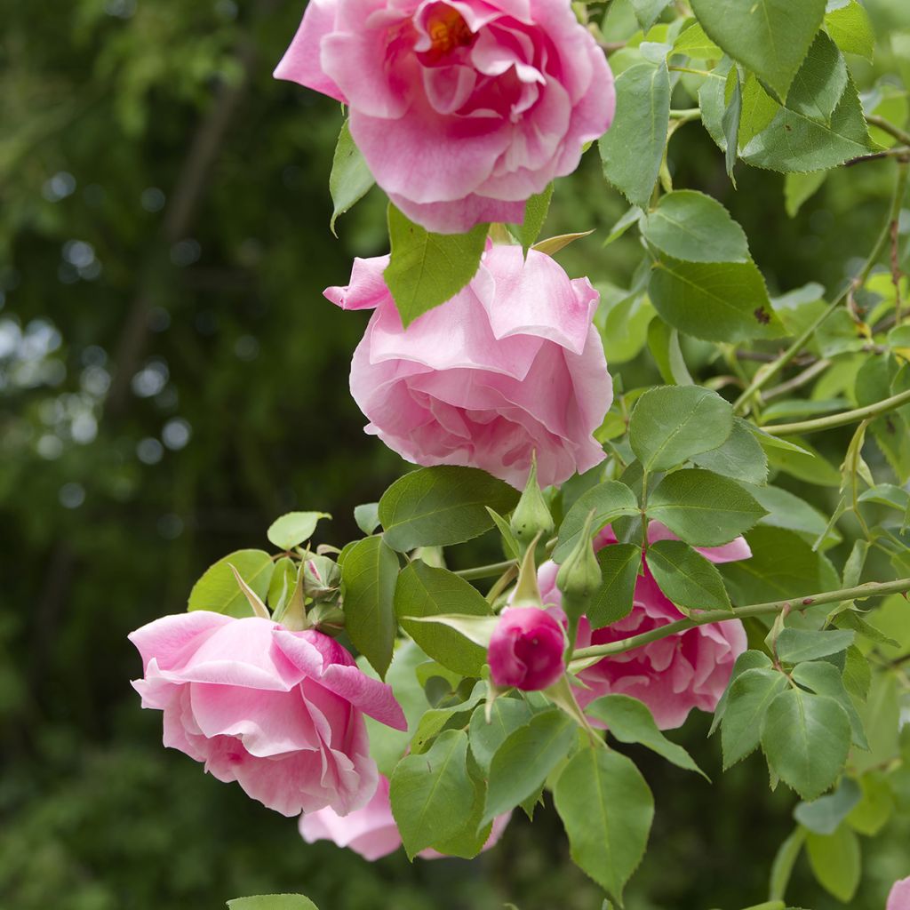 Rosa Mme Gregoire Staechelin - Alte Kletterrose