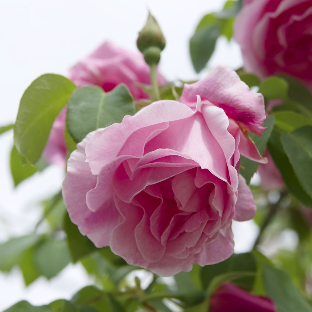 Rosa Mme Gregoire Staechelin - Alte Kletterrose