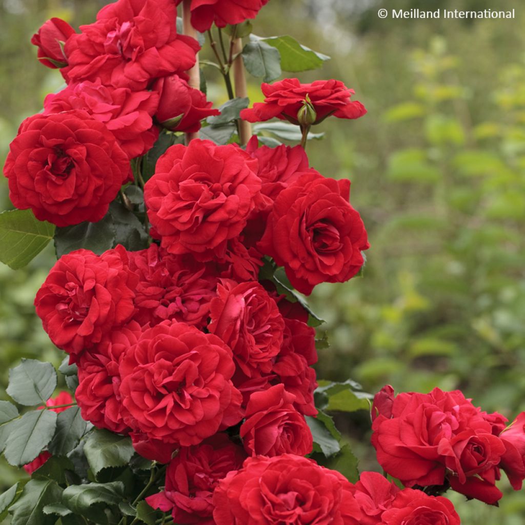 Rosa Negresco - Kletterrose