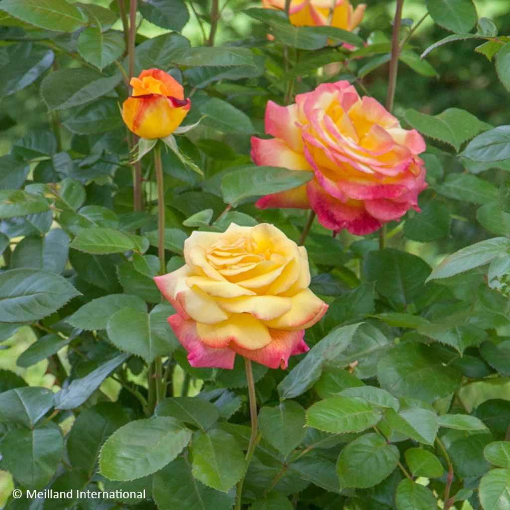 Rosa Oriental Peace - Kletterrose