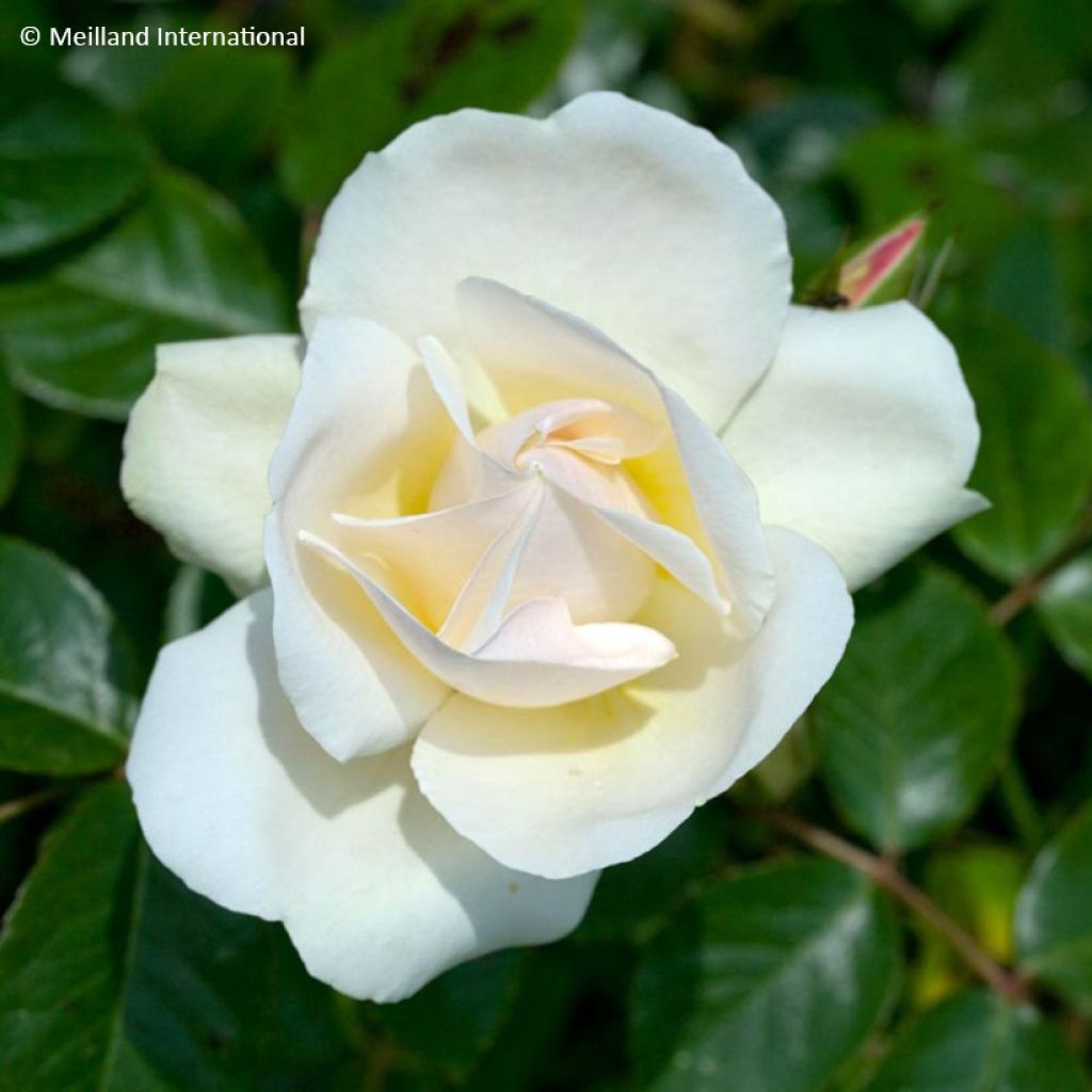 Rosier grimpant liane Jean Honoré Mus
