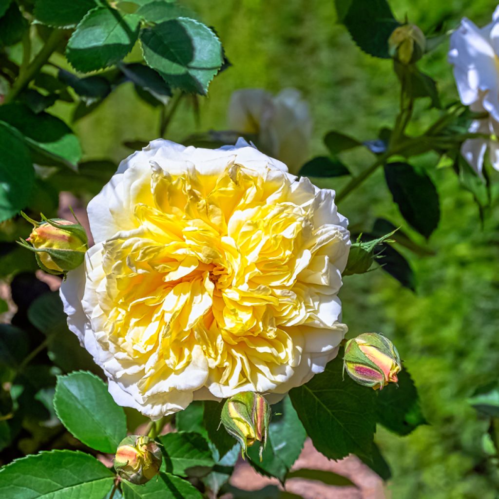 Rosa wichuraiana Albéric Barbier - Rambler-Rose