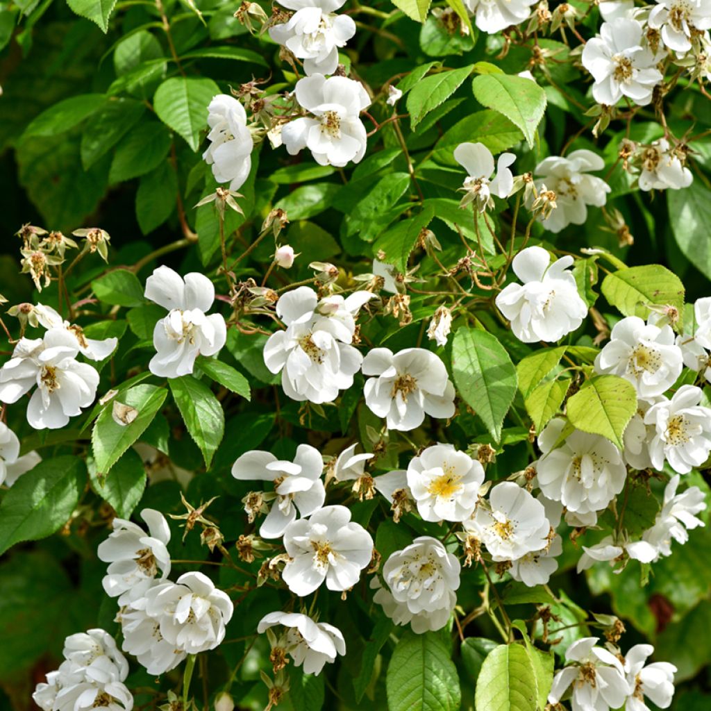 Rosa multiflora Bobbie James - Rambler-Rose