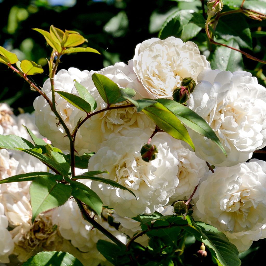 Rosa Felicité et Perpétue - Rambler-Rose