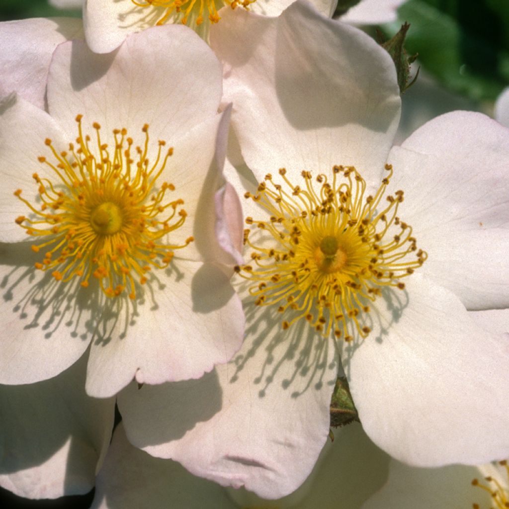 Rosa moschata Francis E Lester - Moschus Rambler-Rose