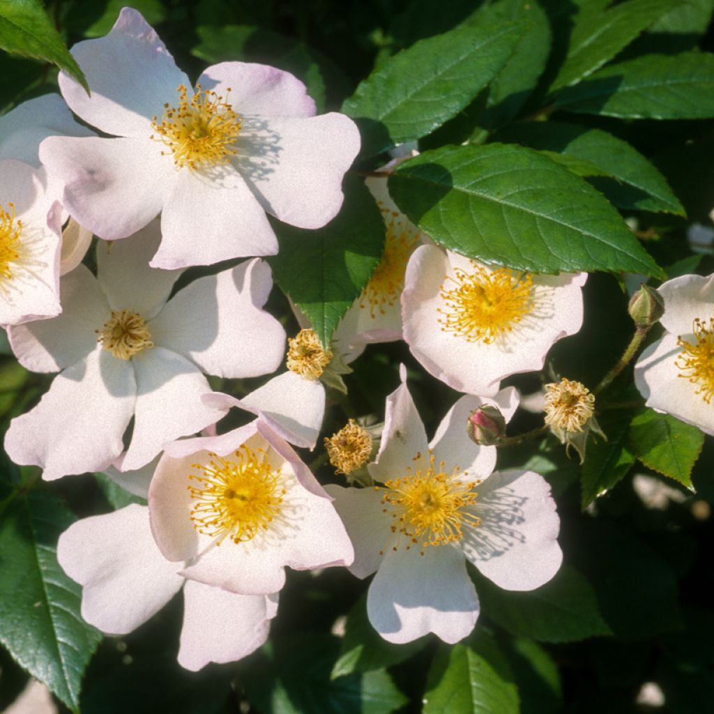Rosa moschata Francis E Lester - Moschus Rambler-Rose