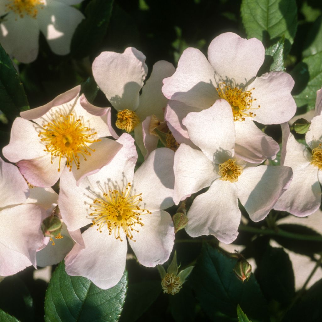 Rosa moschata Francis E Lester - Moschus Rambler-Rose