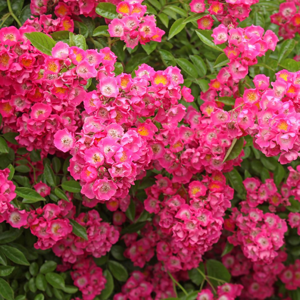 Rosa multiflora Maria Lisa - Rambler-Rose