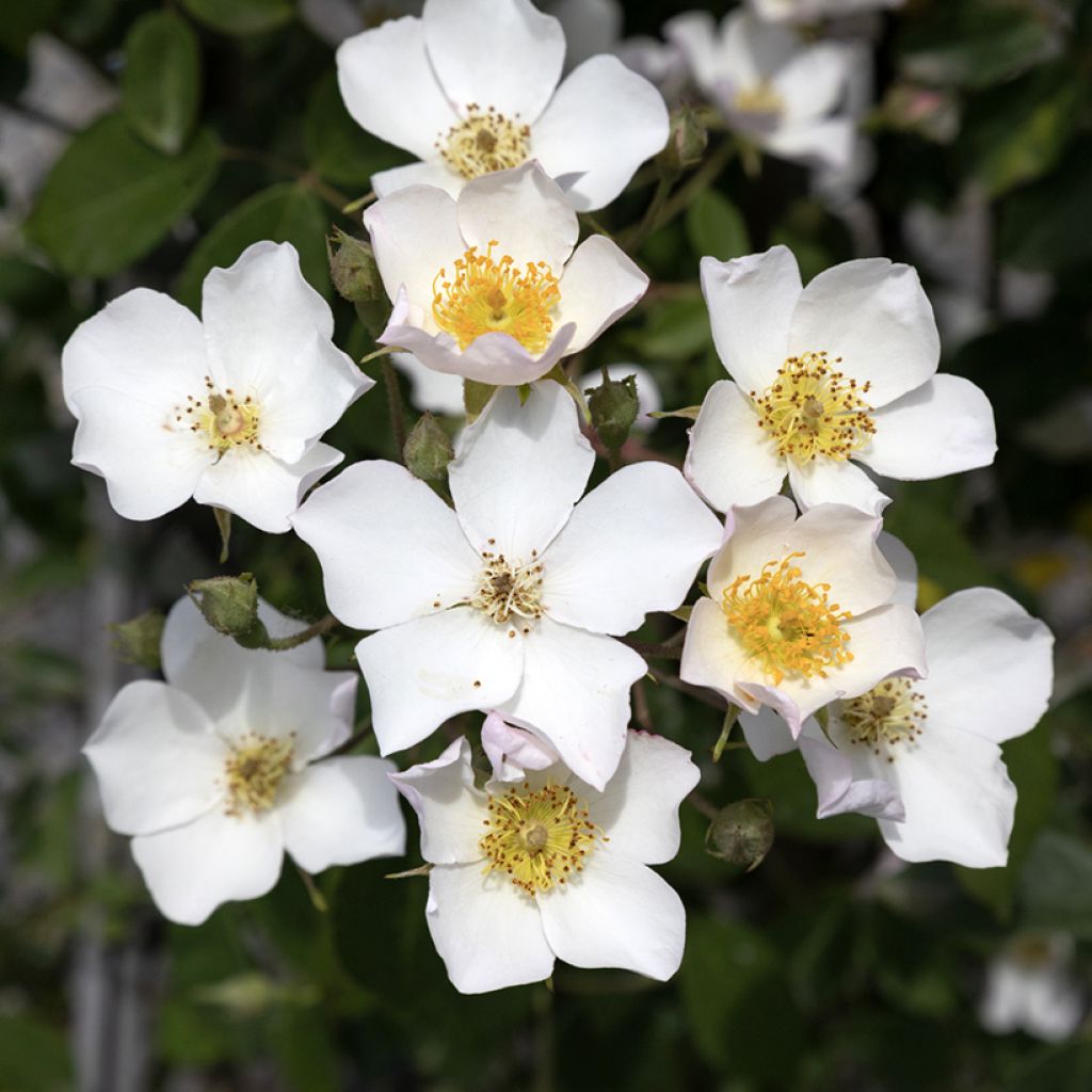 Rosa filipes Kiftsgate - Rambler-Rose