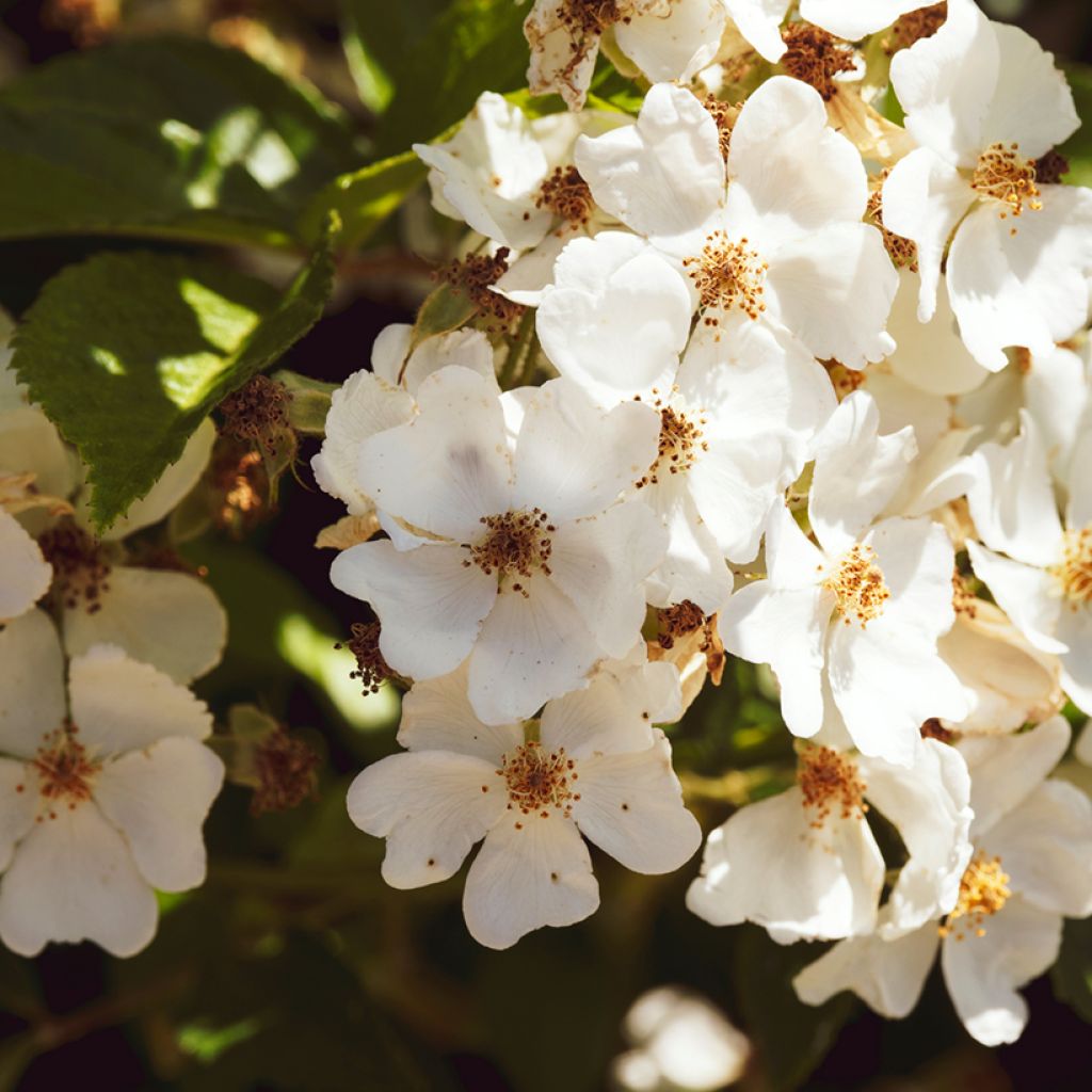 Rosa filipes Kiftsgate - Rambler-Rose