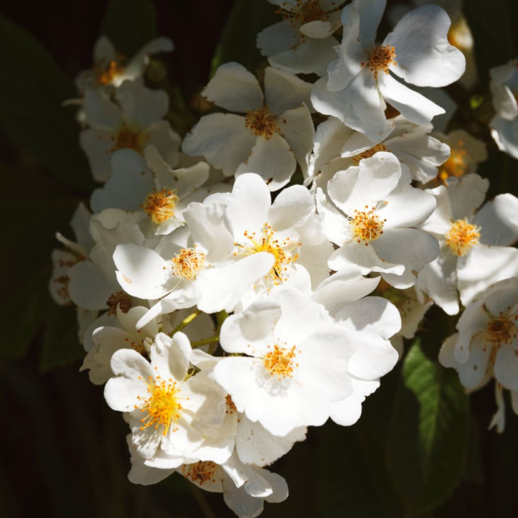 Rosa filipes Kiftsgate - Rambler-Rose