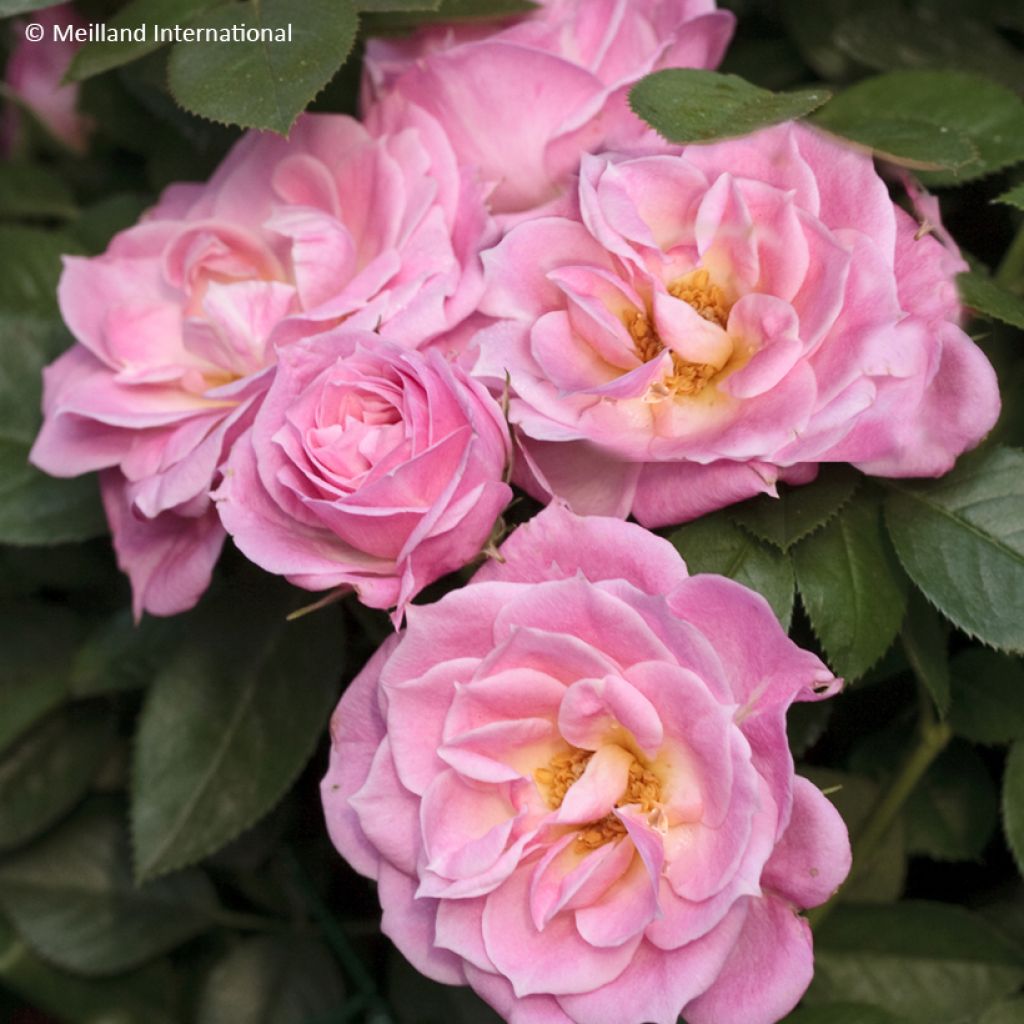 Rosa Belle Symphonie - Zwerg-Parkrose