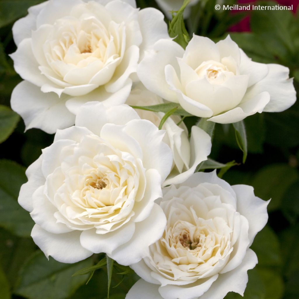 Rosa Bridal Meillandina - Zwerg-Parkrose