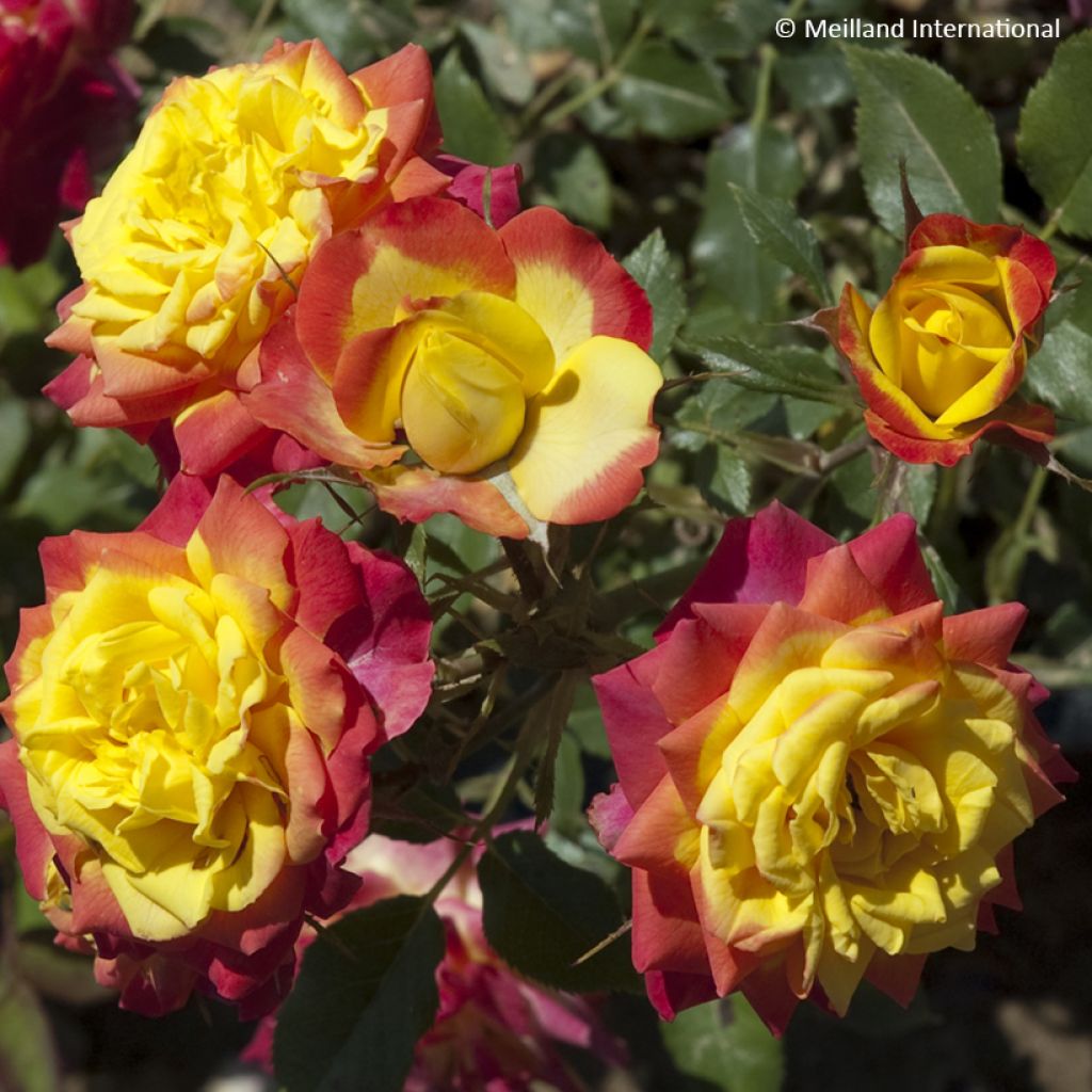 Rosa Flame Meillandina - Zwerg-Parkrose