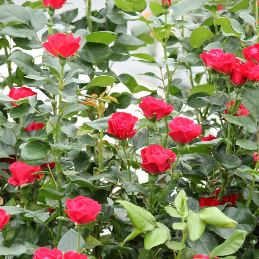 Rosa polyantha Zepeti Meibenbino - Zwerg-Parkrose