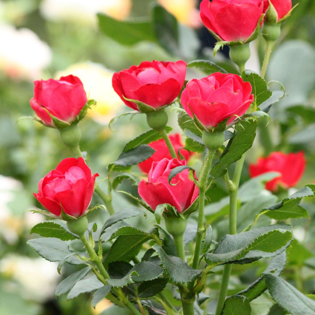 Rosa polyantha Zepeti Meibenbino - Zwerg-Parkrose