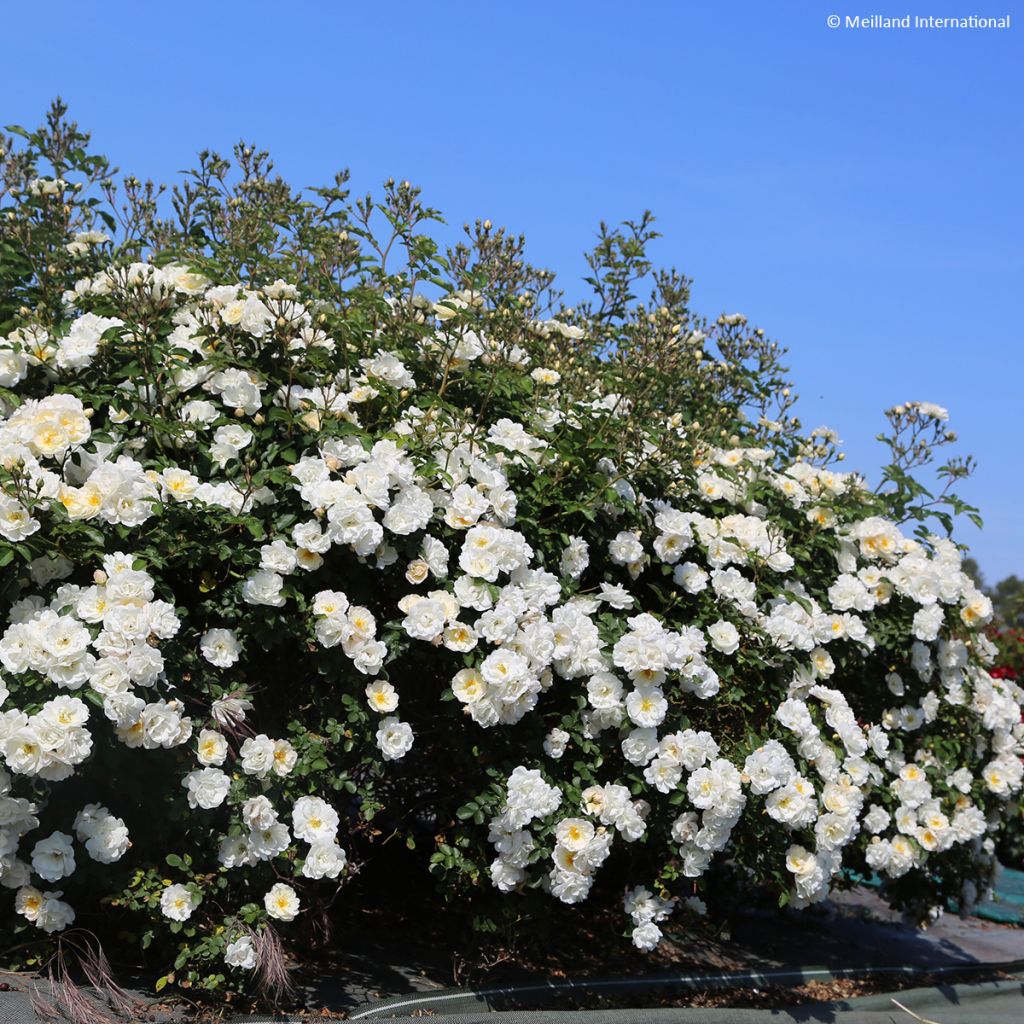 Rosa Street Colors La Grande Motte Meimeigea - Parkrose