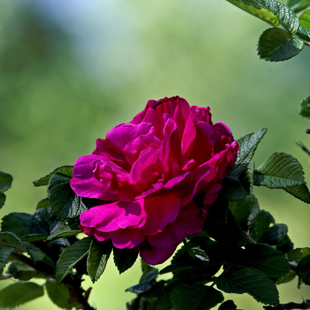 Rosa rugosa Hansa - Apfelrose