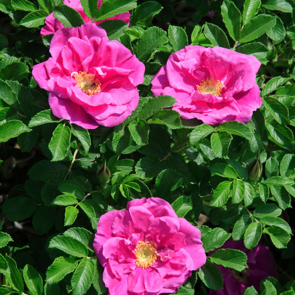 Rosa rugosa Roseraie de l'Haÿ - Apfelrose