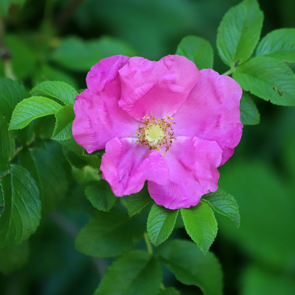 Rosa rugosa - Apfelrose