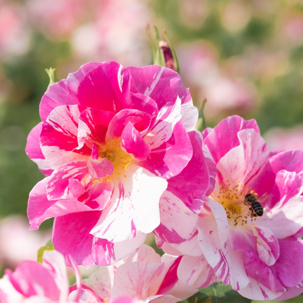 Rosa The King's Rose - Englische Rose