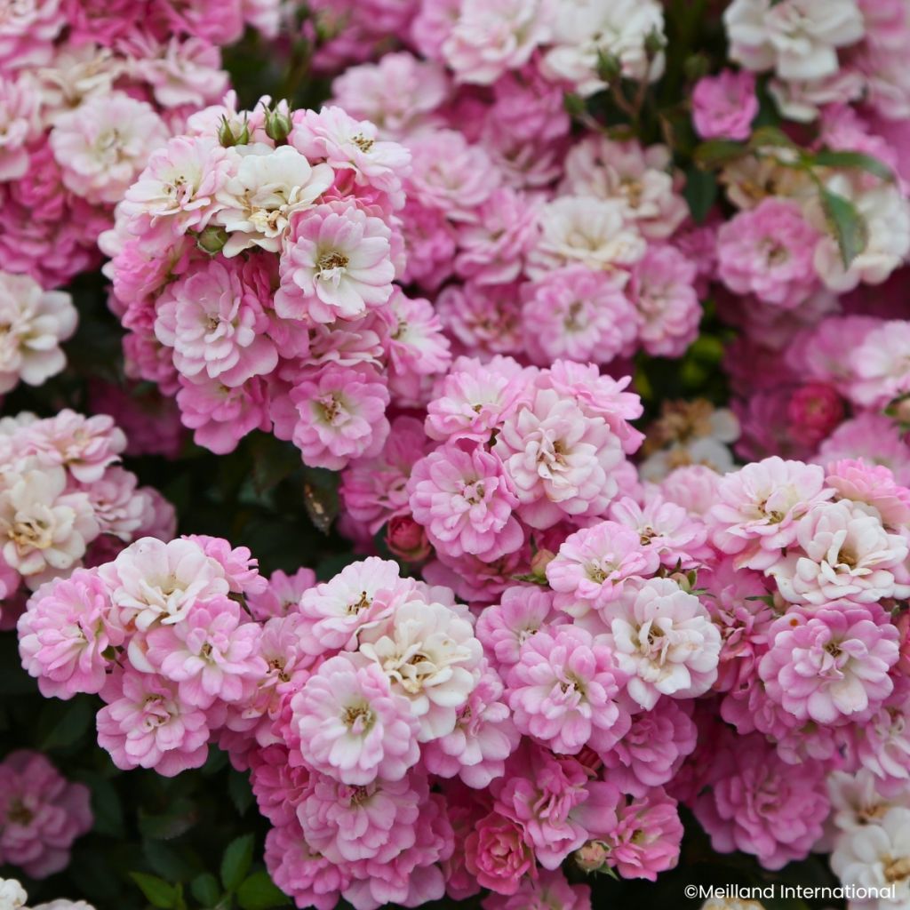 Rosa Galaxy Naos - Zwergrose