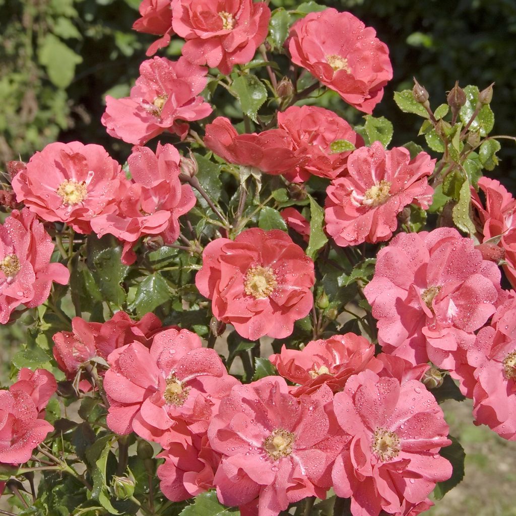 Rosa PATIO ROSE Xenia Korpinka - Beetrose