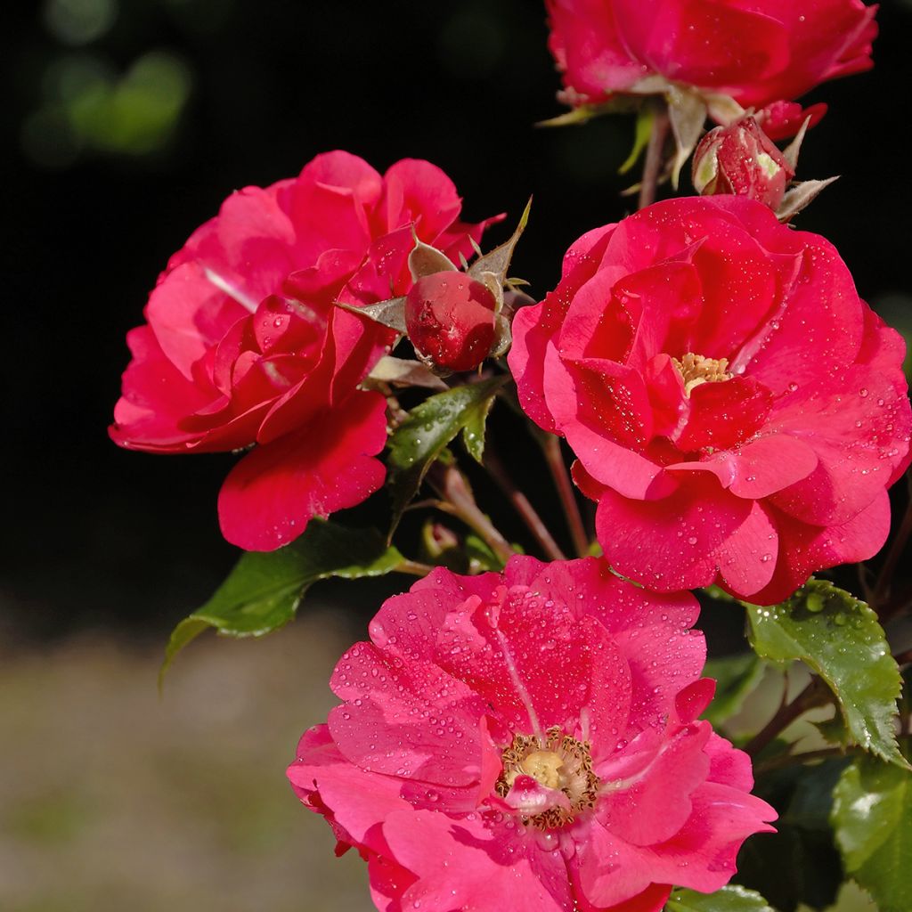 Rosa PATIO ROSE Xenia Korpinka - Beetrose