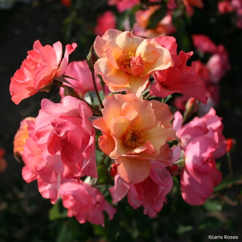 Rosa moschata Esch-sur-Sûre - Moschus-Rose