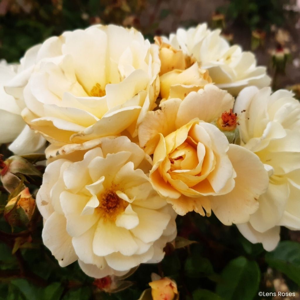 Rosa moschata Machera - Moschus-Rose