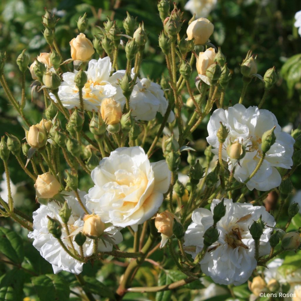 Rosa moschata Machera - Moschus-Rose