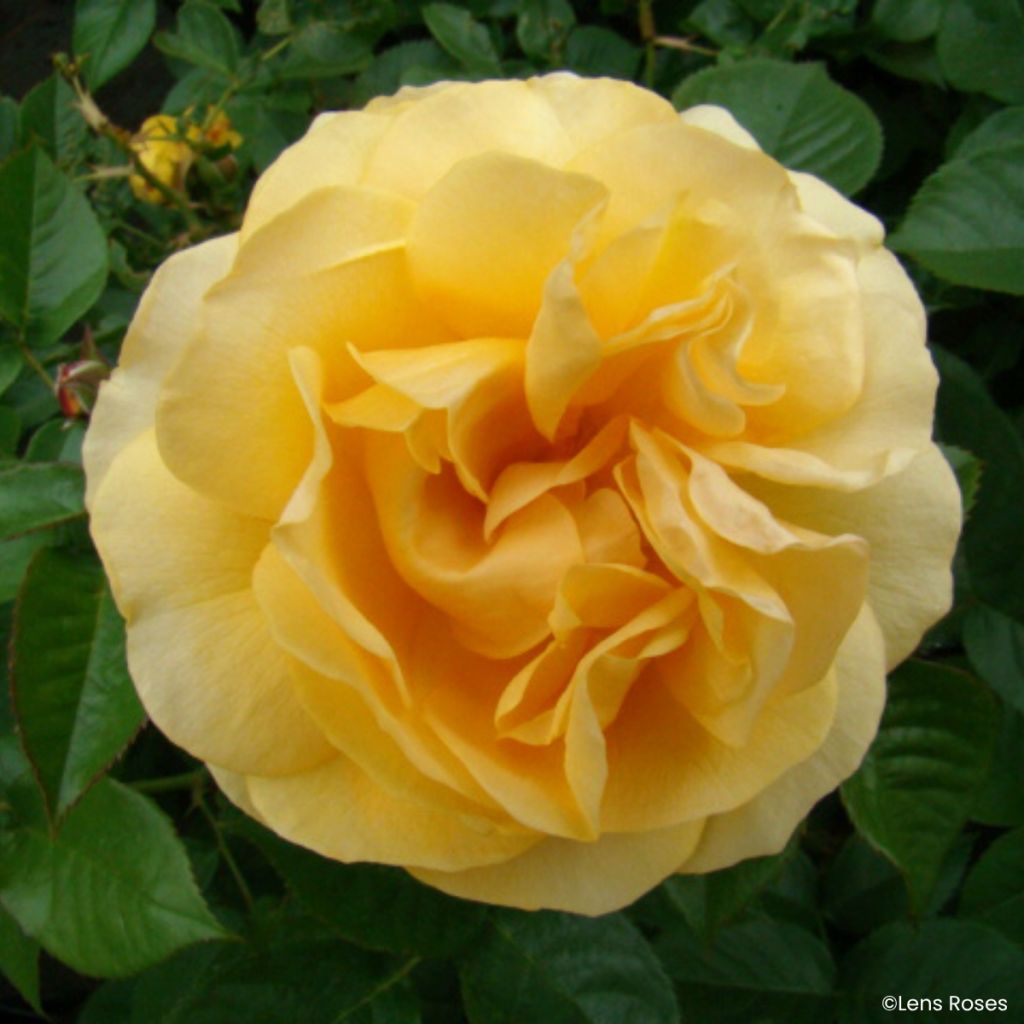 Rosa Absolutely Fabulous - Beetrose