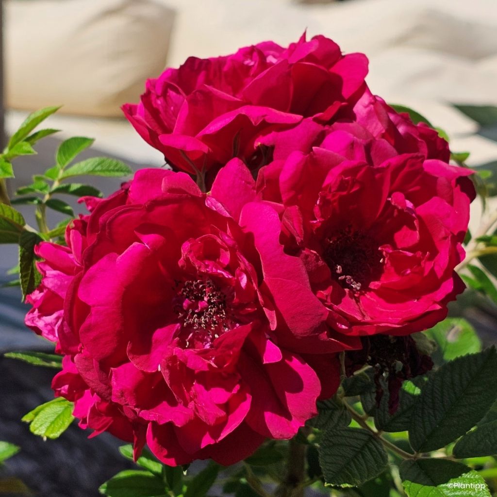 Rosier à fleurs groupées Take it Easy Red 